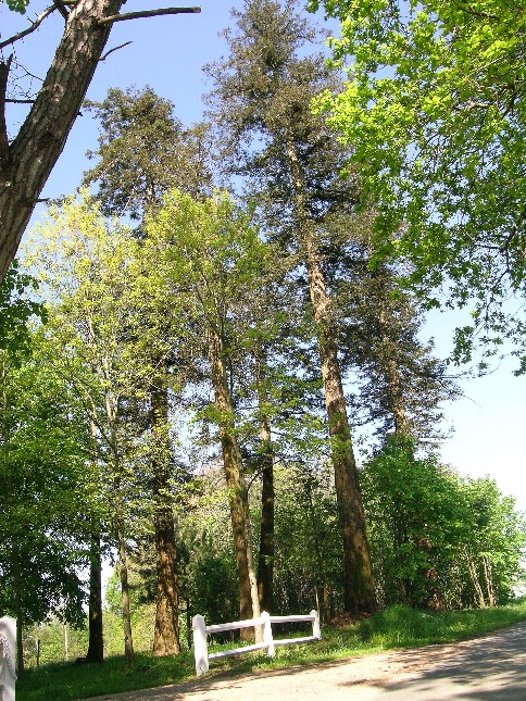 Séquoias sempervirens