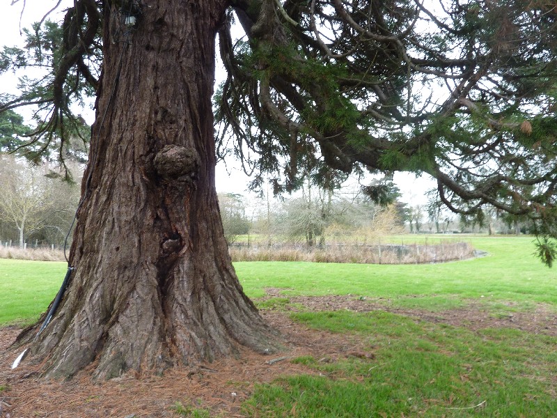 Séquoia géant à Ste Luce sur Loire