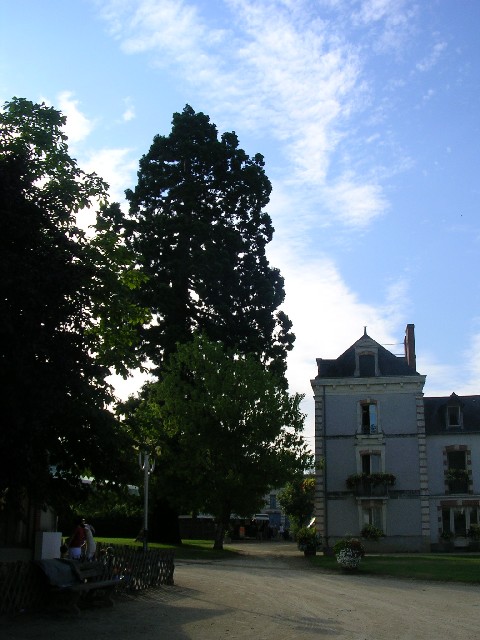 Séquoia géant à Thouarcé