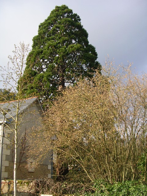 Séquoia géant à Thouarcé
