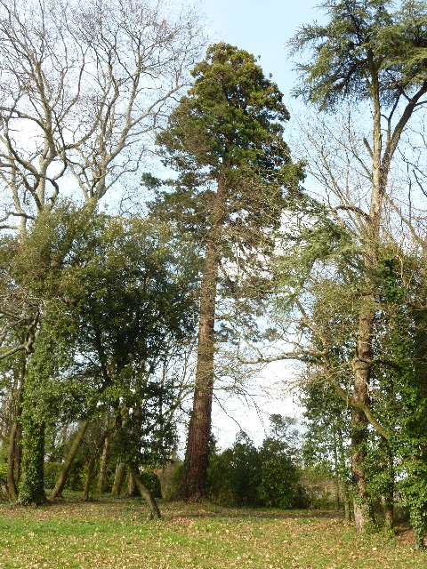 Séquoia géant à Thouaré sur Loire