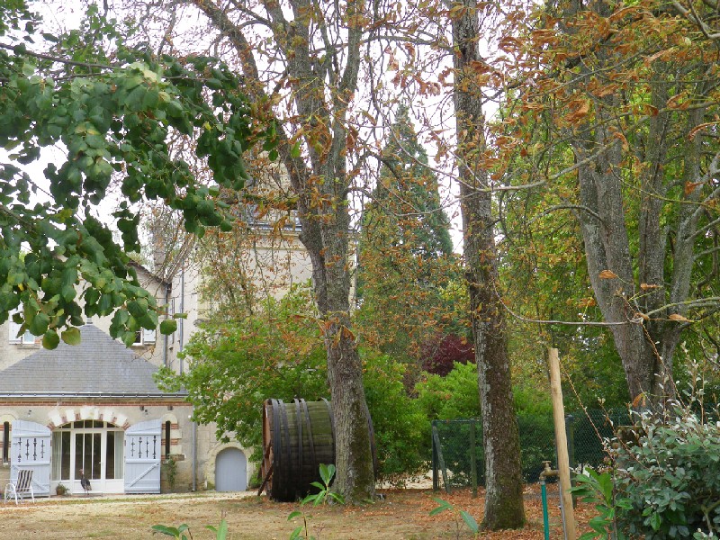Séquoia géant à Trémont