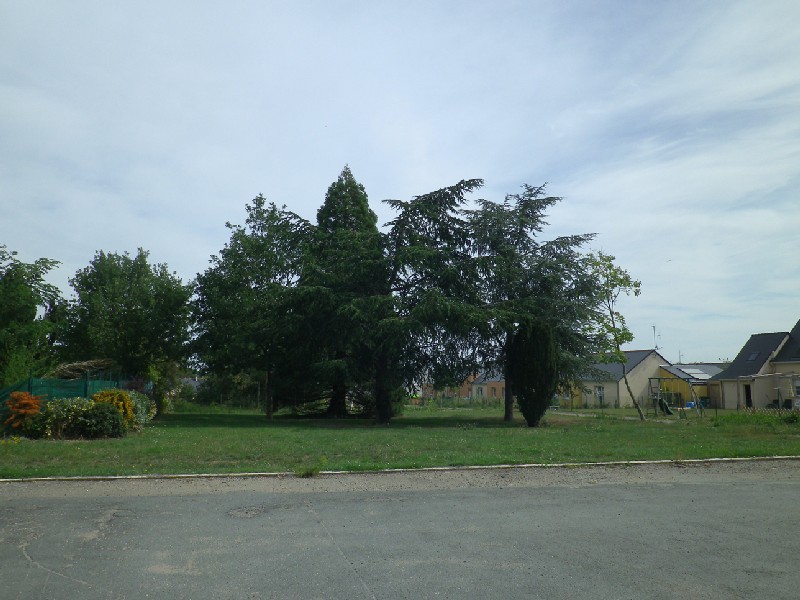 Séquoia géant à Vauchrétien