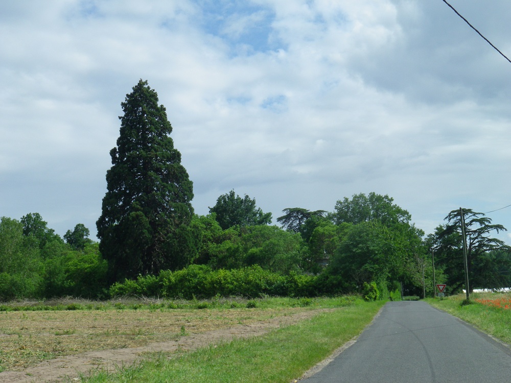 Séquoia géant à Vernantes