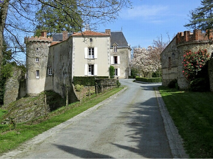 Séquoia géant 