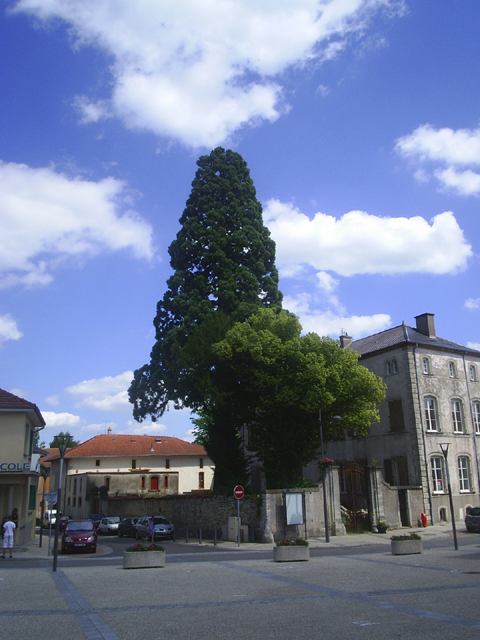 Superbe séquoia géant, place Jeanne d'Arc © Franz Weitzel