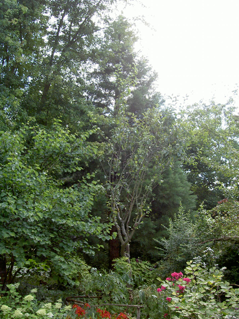 Séquoia géant à à Apremont-la-Forêt © Julien Scordia