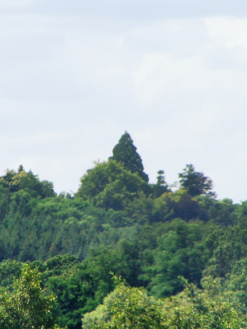 Séquoia géant à Courcelles Chaussy