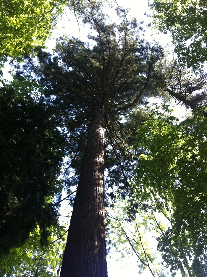 Séquoia géant à Creutzwald