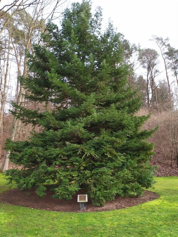 Séquoia sempervirens