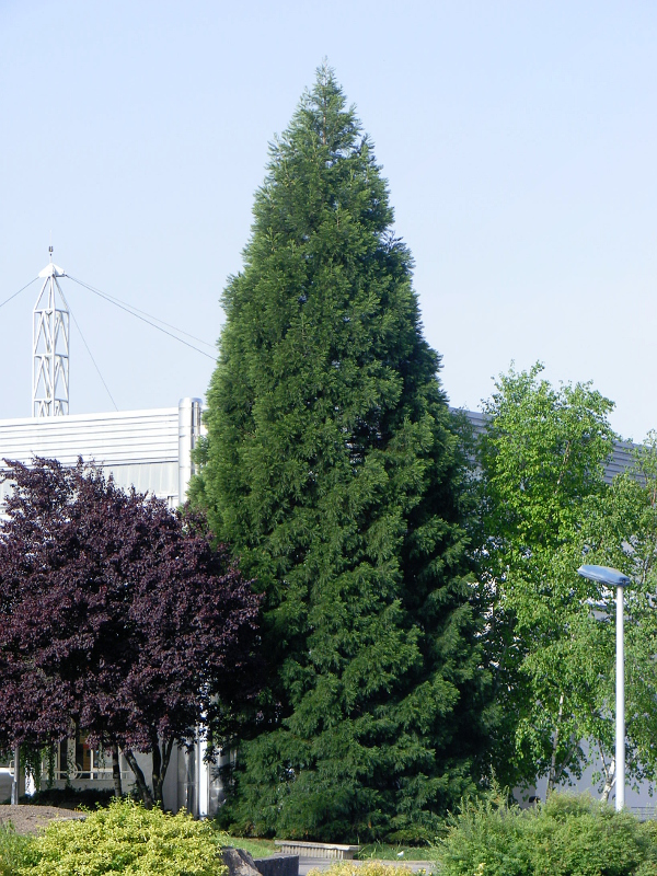 Séquoia géant à Epinal