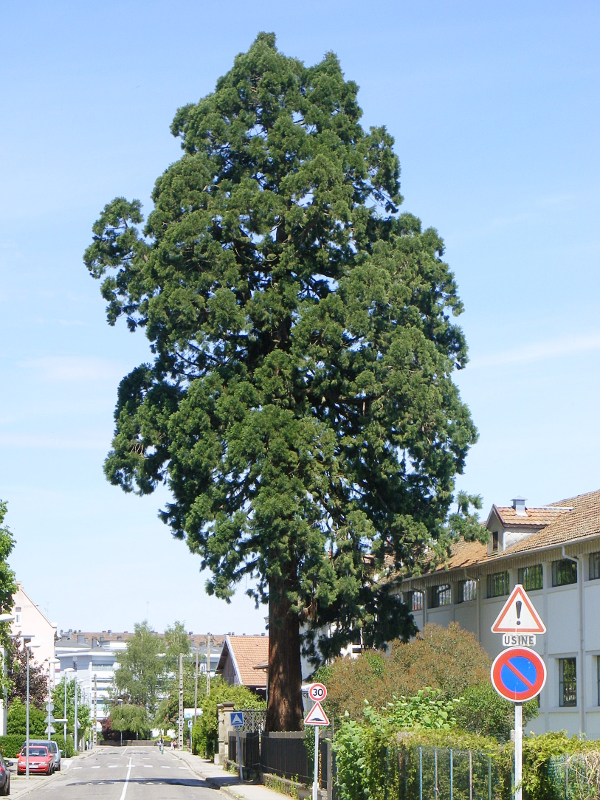 Séquoia géant à Epinal