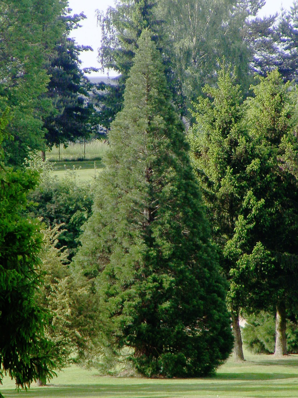 Séquoia géant à Epinal