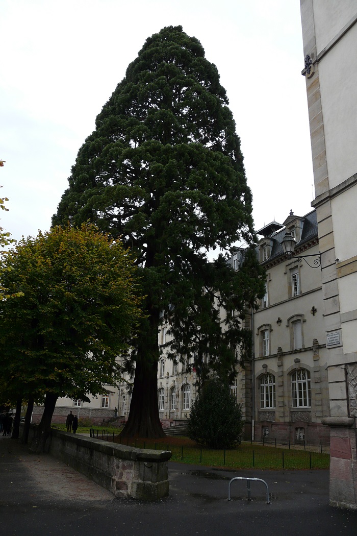 Séquoia géant à Epinal