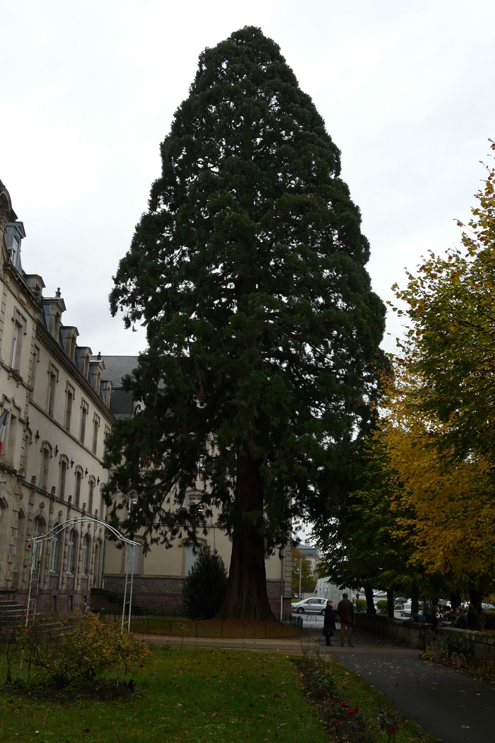 Séquoia géant à Epinal