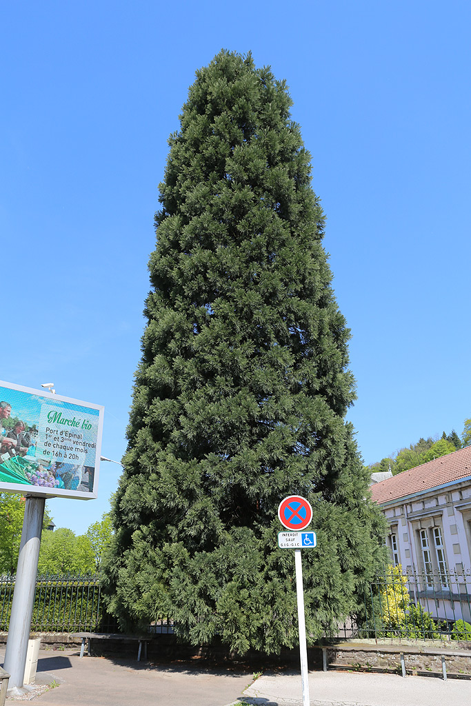 Séquoia géant à Epinal