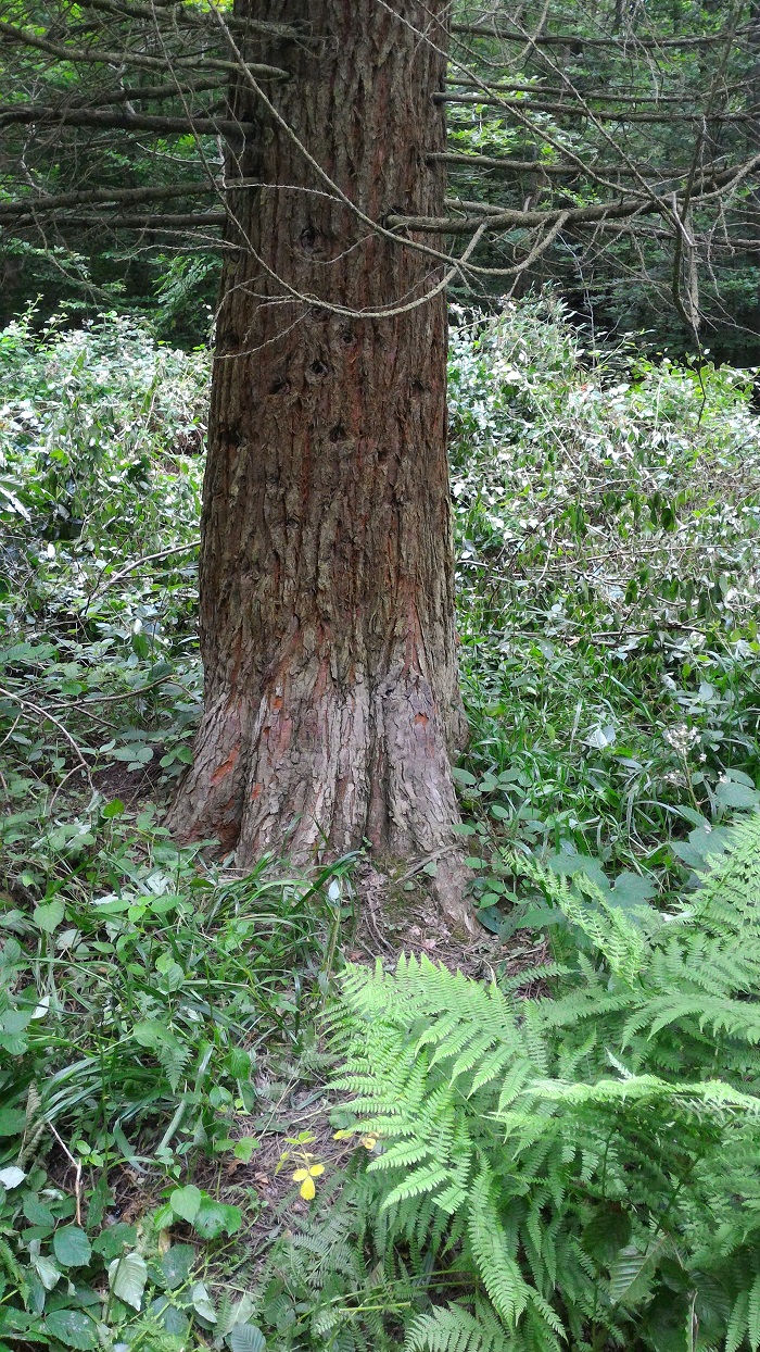 Séquoia géant à Givrycourt