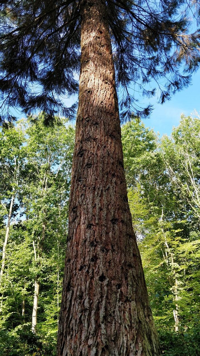 Séquoia géant à Givrycourt