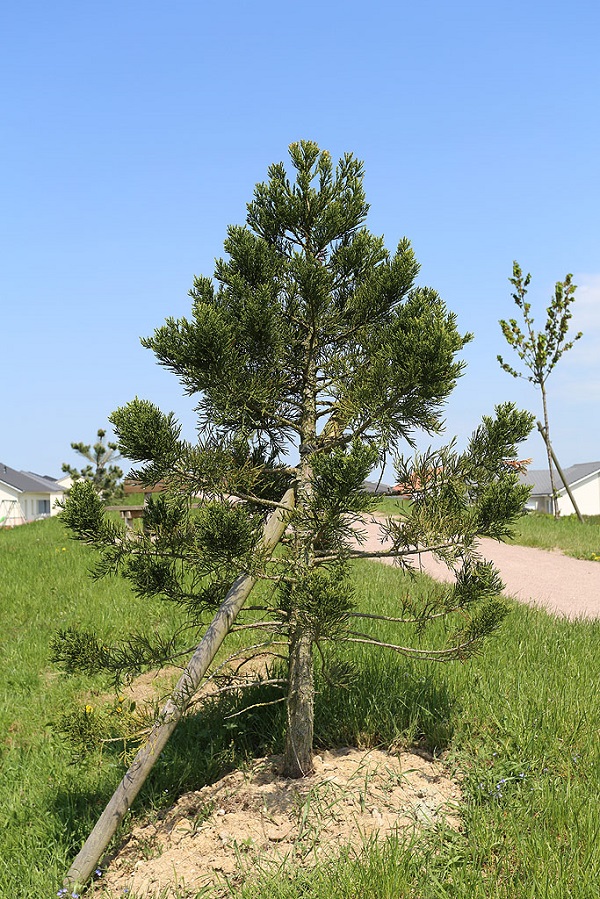 Séquoia géant à Golbey