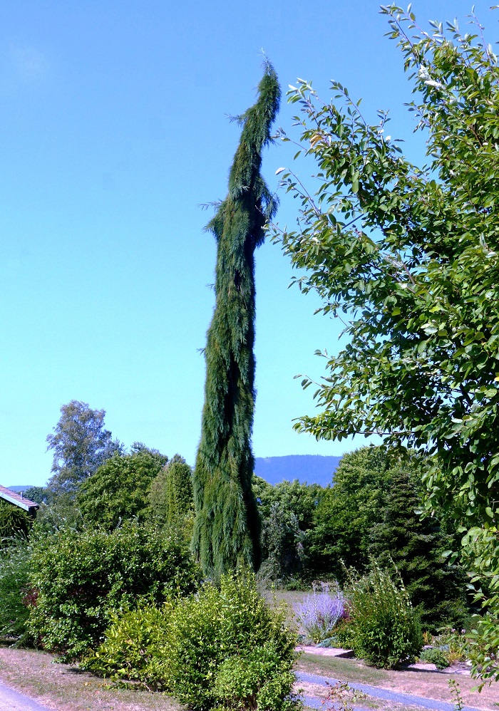 Séquoia pendulum