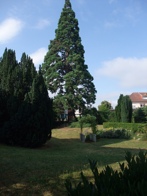 Séquoia géant Boulevard St Symphorien