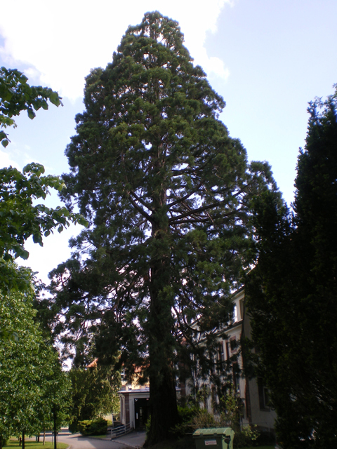 séquoia, Centre Hospitalier (5m89)