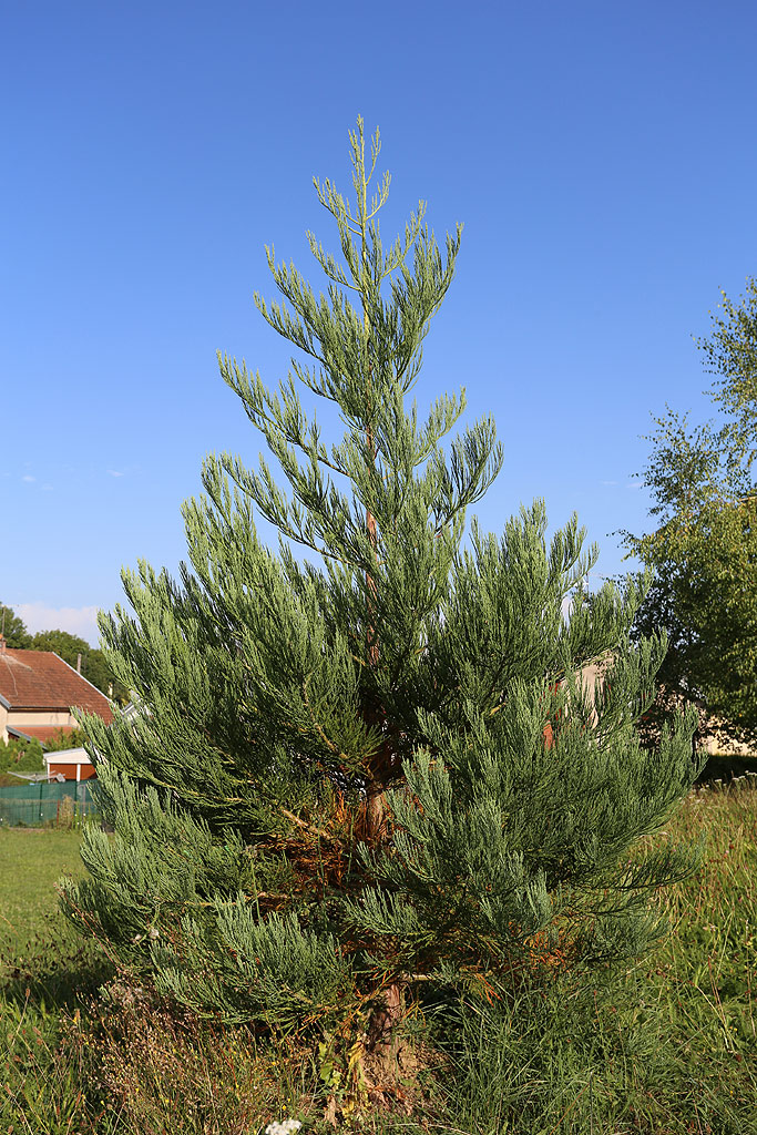 Séquoia géant à Mirecourt