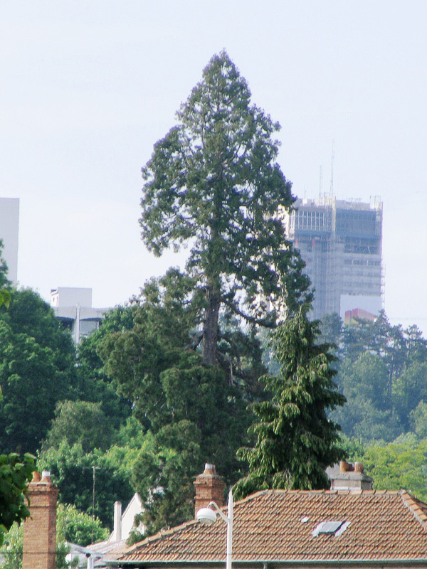 Séquoia géant à Nancy