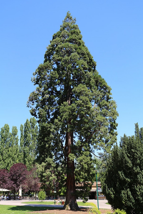 Parc de la Pépinière  