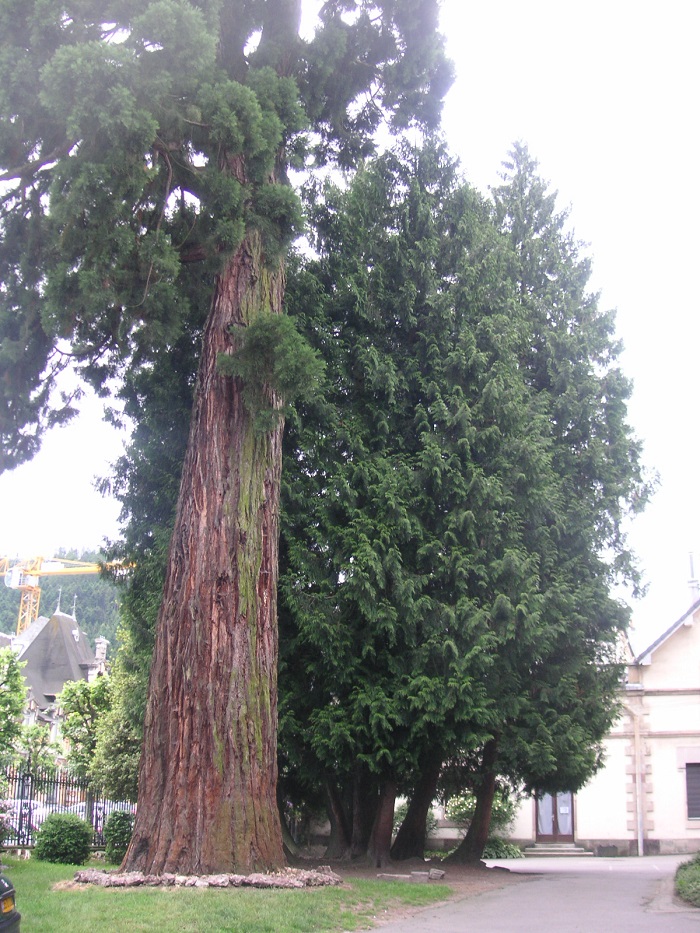 Séquoias géants de France - Séquoias géants à Remiremont (Vosges)