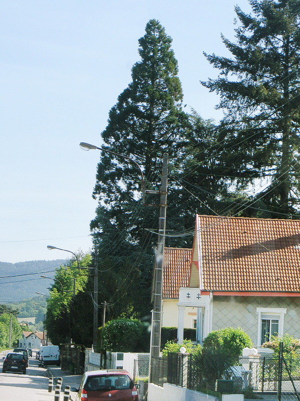 Séquoia géant à St Dié des Vosges