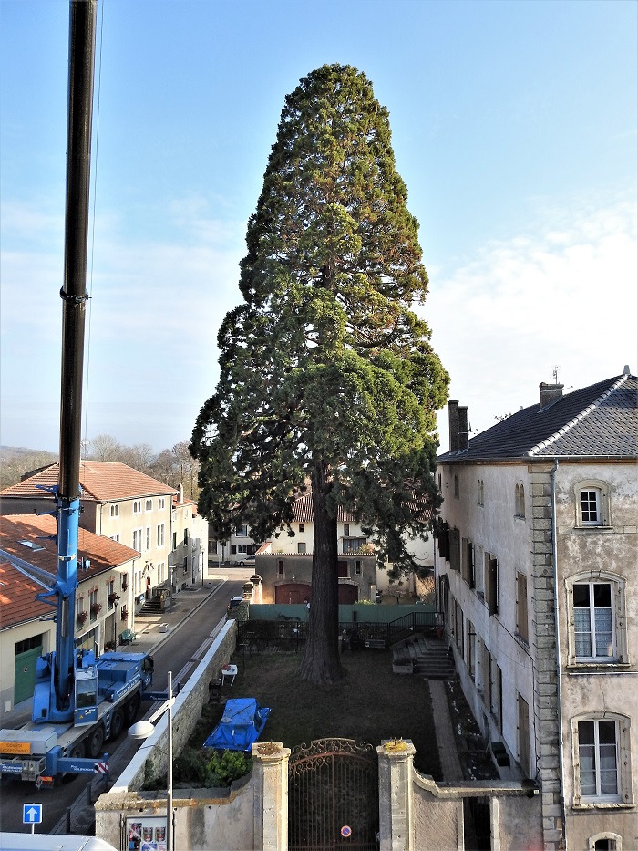 Base du séquoia géant de Vic-sur-Seille © Franz Weitzel