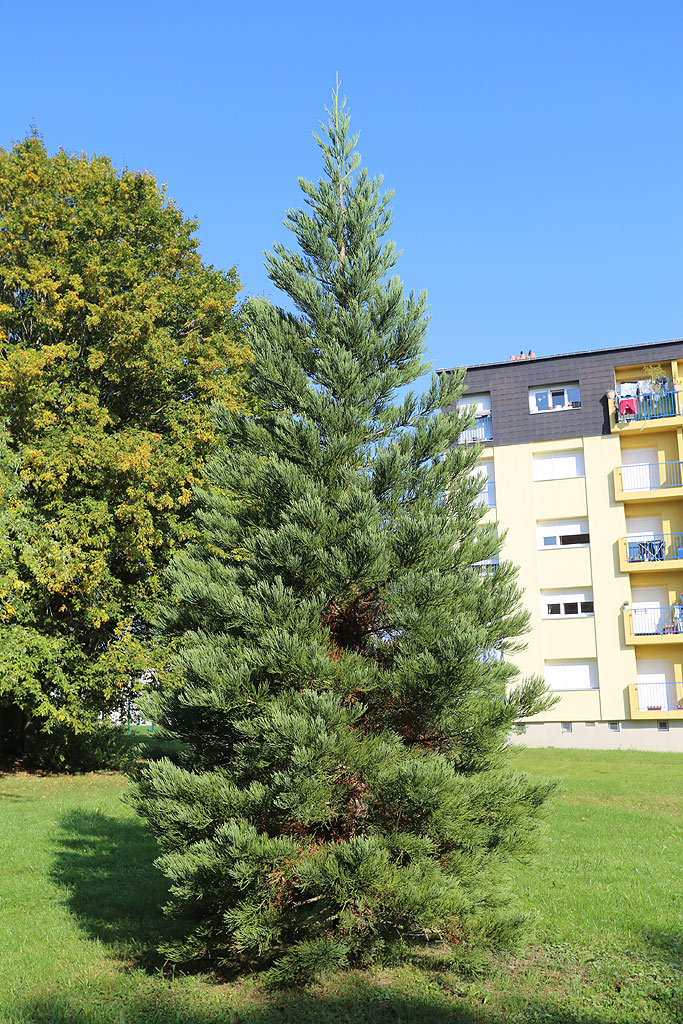 Séquoia géant à Vittel