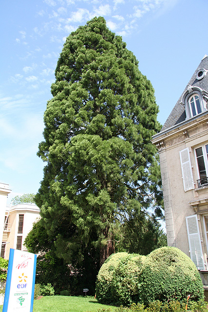 Séquoia géant