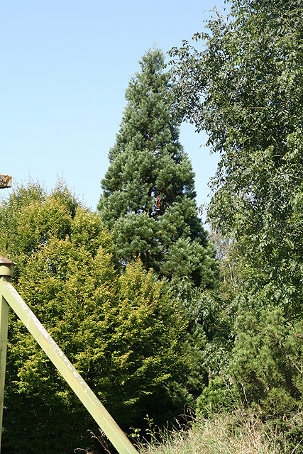 Sequoiadendron giganteum, Authevernes ©Stéphane Sudré