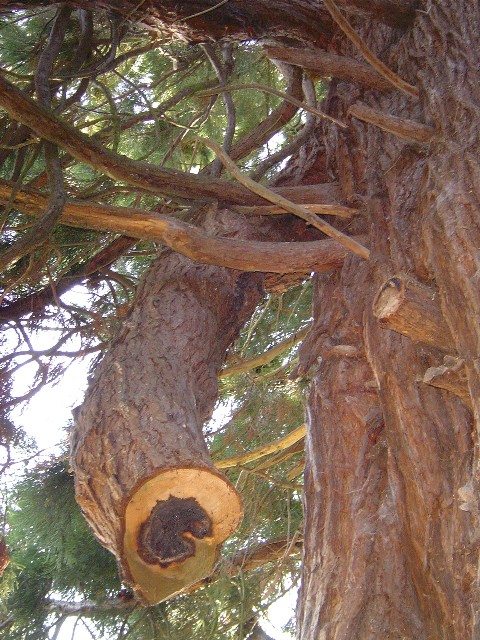 Branche coupée