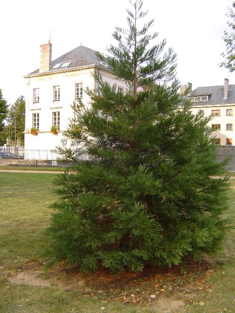 Jeune séquoia géant à Alençon
