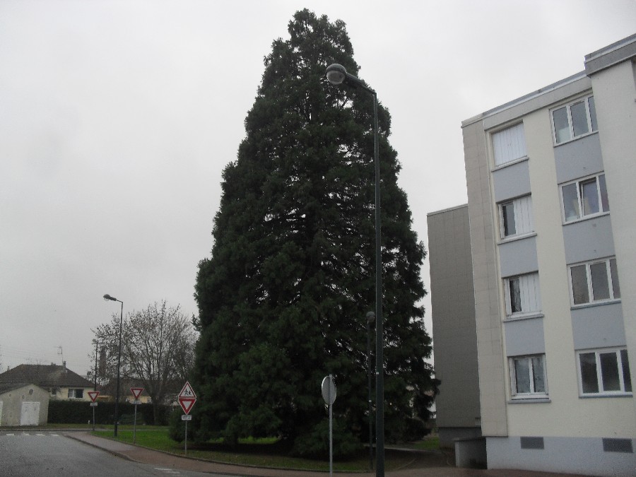 Séquoia géant à Alençon