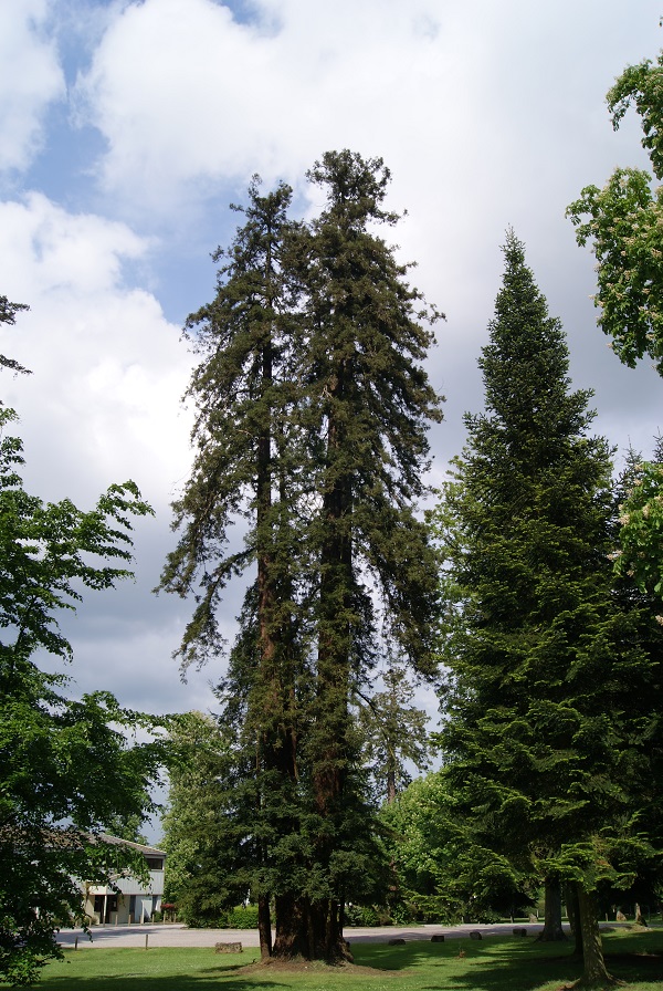 Séquoia sempervirens