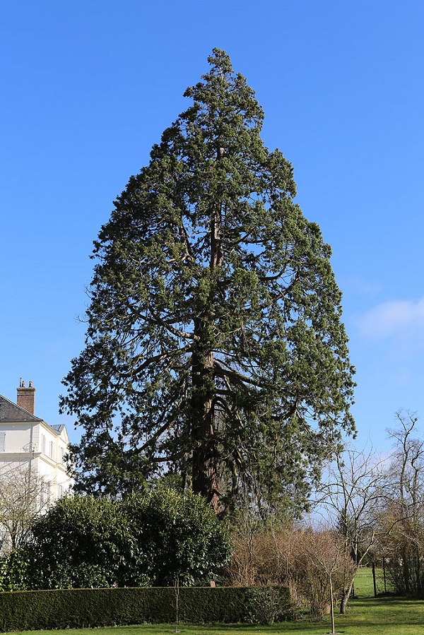 Séquoia géant rue du bois de la lune