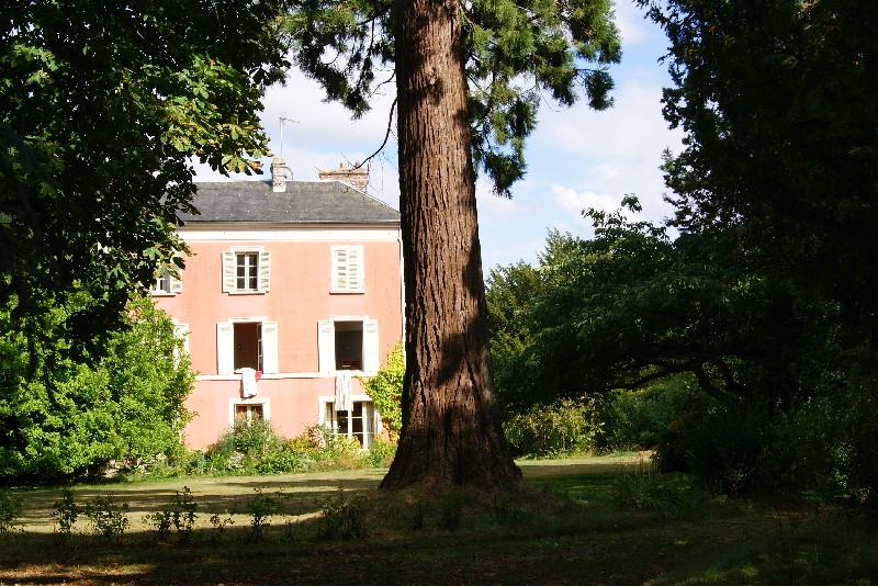 Séquoia géant à Auquainville
