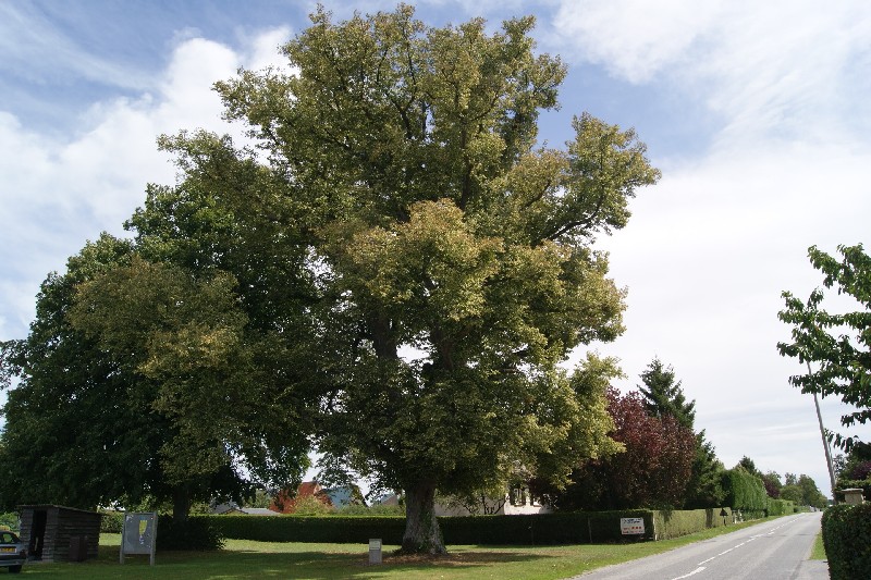 Arbre de la Liberté