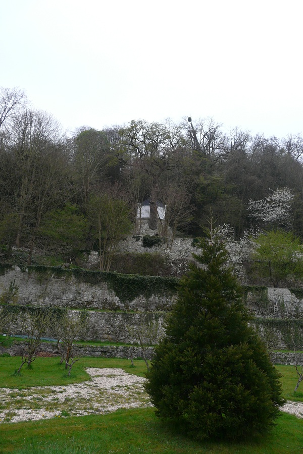 Jeune séquoia géant à Bas Caumont