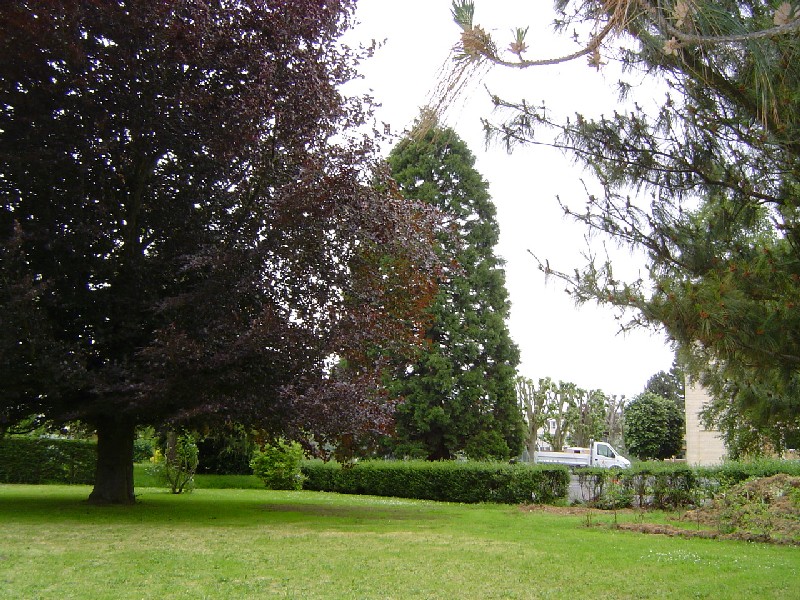 Séquoia géant Lycée Arcisse de Caumont