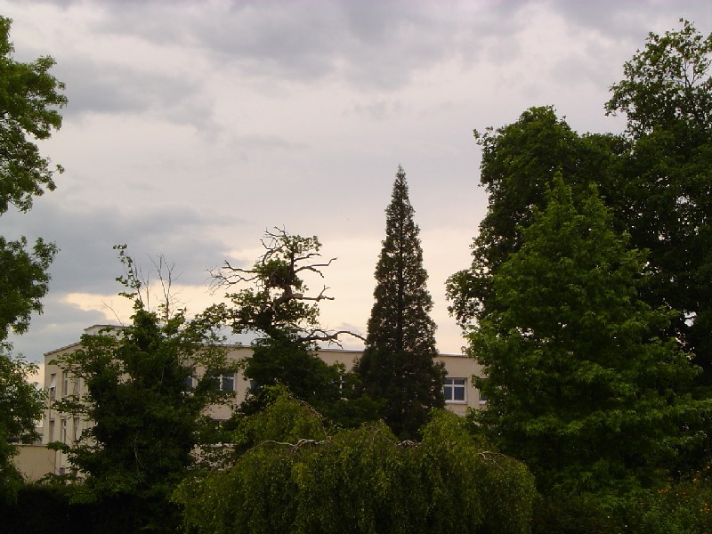 Séquoia géant à Bayeux