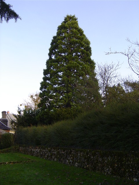 Séquoia géant Chemin de St Clair