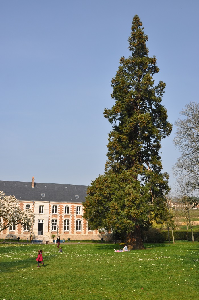 Séquoia géant à Bolbec