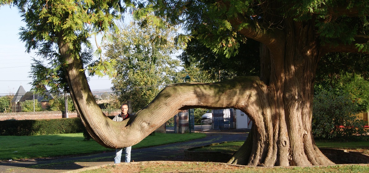 Thuya à Bourtheroulde