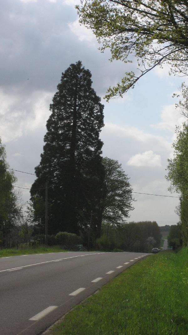 Séquoia géant à Briouze