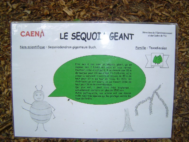 Séquoia géant et sa fiche signalétique